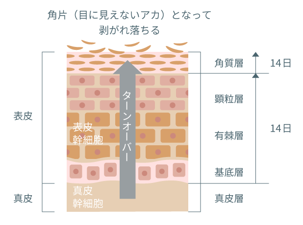 ターンオーバーのメカニズム